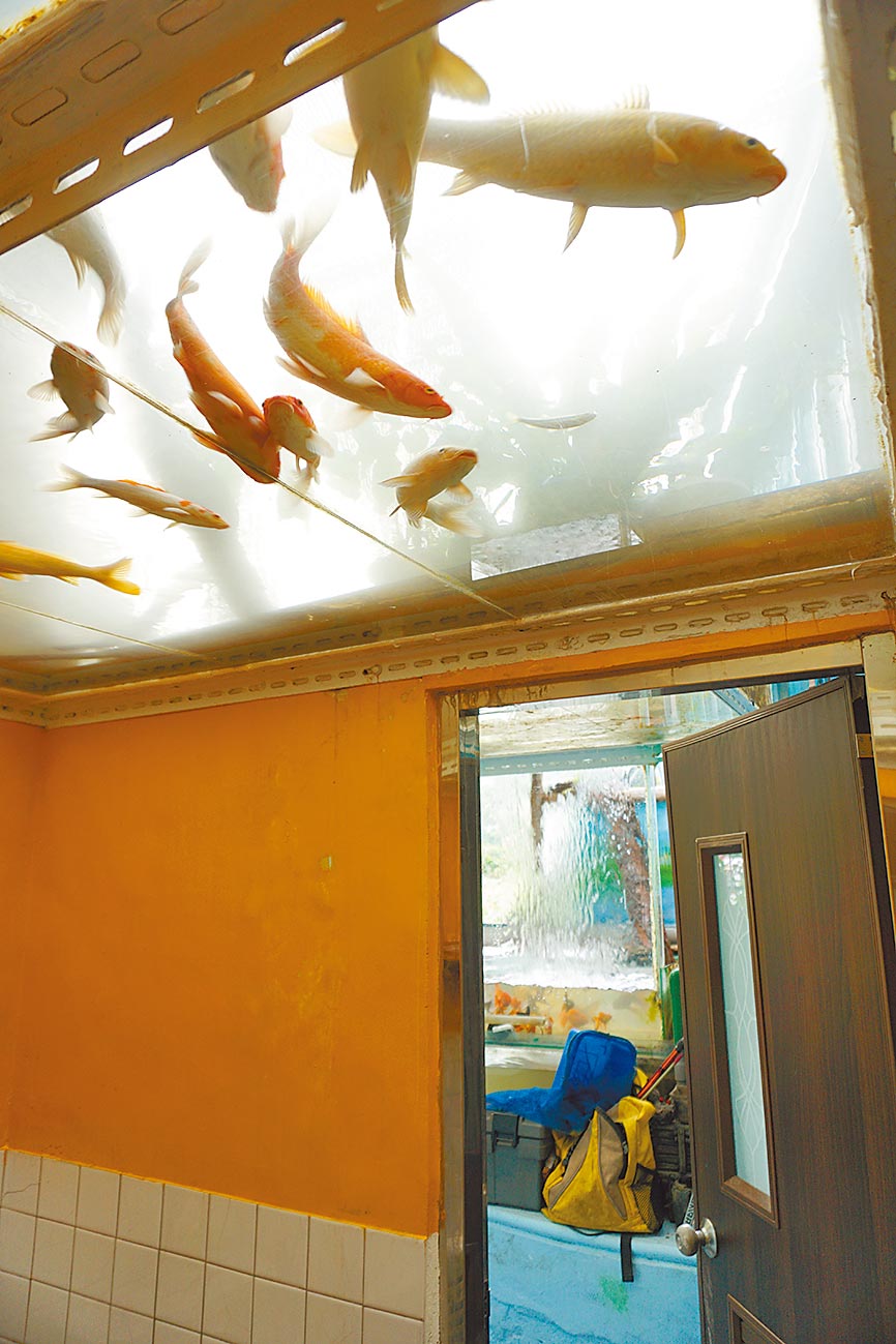 葉九錫利用強化玻璃廢料，拼黏「空中魚屋」，取代傾頹的屋頂瓦片，再從灌溉溝渠引水，放養觀賞魚。（王文吉攝）