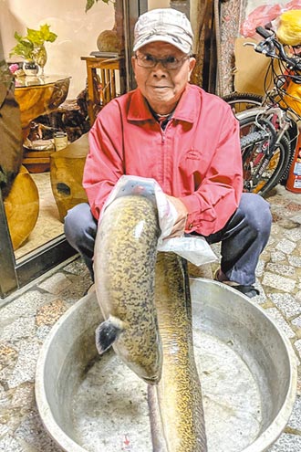 頭前溪驚現1.3公尺 重24台斤巨鰻