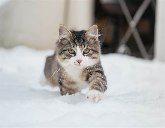 日本一隻橘貓原本想出門玩雪，剛踏出一步就直接冷到放棄。(示意圖/達志影像)