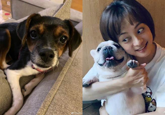 孙俪养了新宠物奶酪（左），右为奶牛。（图／微博@孙俪）