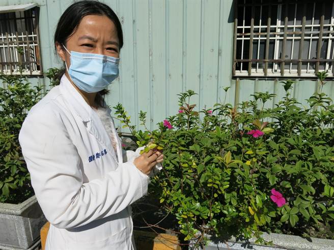 豐原醫院中醫科醫師鄭名惠說明，「日日春」屬夾竹桃科，全株有毒，食用會造成肝臟、腎臟、心臟及骨髓異常。（王文吉攝）