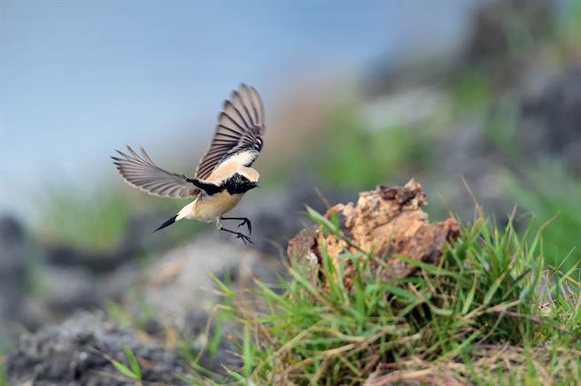 迷路到台东的「漠䳭 」，有着美丽的繁殖羽，难得一见。（庄哲权摄）