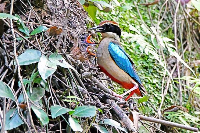 保育类八色鸟持续现踪台南六甲，復育有成。（南市府农业局提供／李宜杰台南传真）