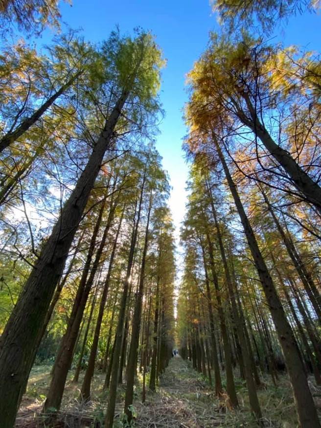 杨梅落雨松秘境近年大爆红，当秋季来临，树叶由绿转红，吸引游客争相造访。（谢宝贵提供／黄婉婷桃园传真）