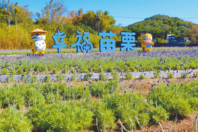 苗栗县西湖乡休閒产业发展协会，在龙洞村鸭母坑种植6分多地薰衣草花田，利用薰衣草开发各式创意商品。（巫静婷摄）