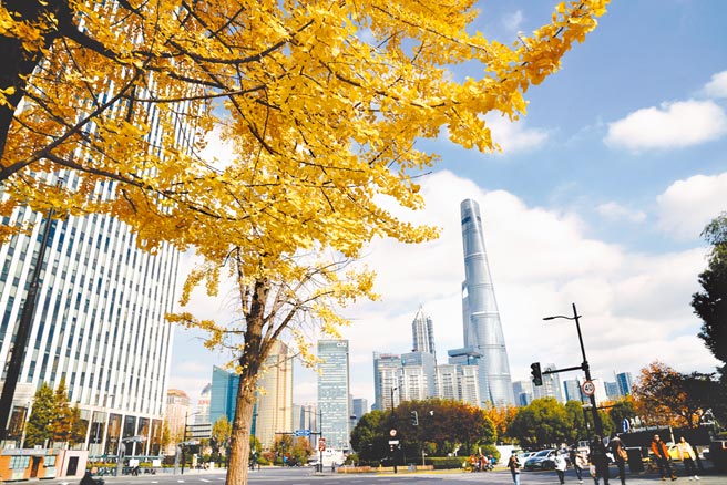 12月9日，上海街頭的銀杏樹一片金黃。（新華社）