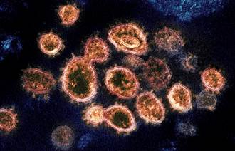 美英研究：新冠抗體能維持6個月 再感染率低到驚人