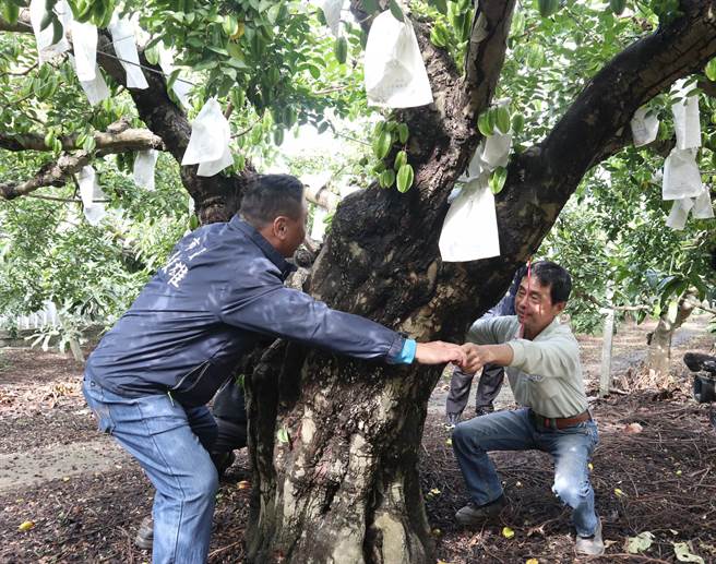 员林市百果山上湖水里的杨桃果园有一棵百年杨桃树，园主黄焕奎说这棵老杨桃树已传承3代。（公所提供／谢琼云彰化报导）
