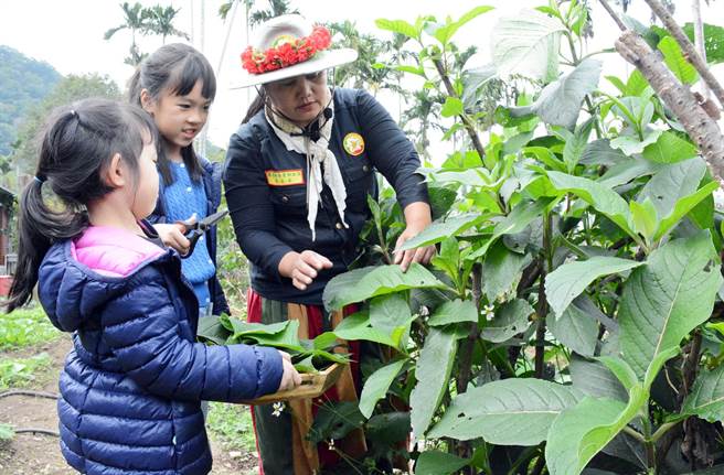 雾台乡部落厨艺学堂让游客採集传统作物，藉由手作更瞭解原民文化。（林和生摄）