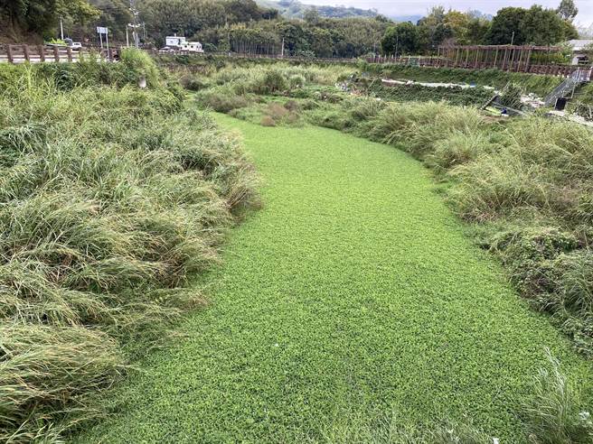 水芙蓉占據大湖南湖溪水保局 二河局接力清除 寶島 中時