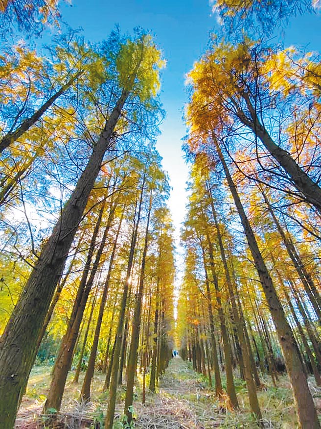 杨梅落羽松秘境近年大爆红，当秋季来临，树叶由绿转红，吸引游客争相造访。（谢宝贵提供／黄婉婷桃园传真）