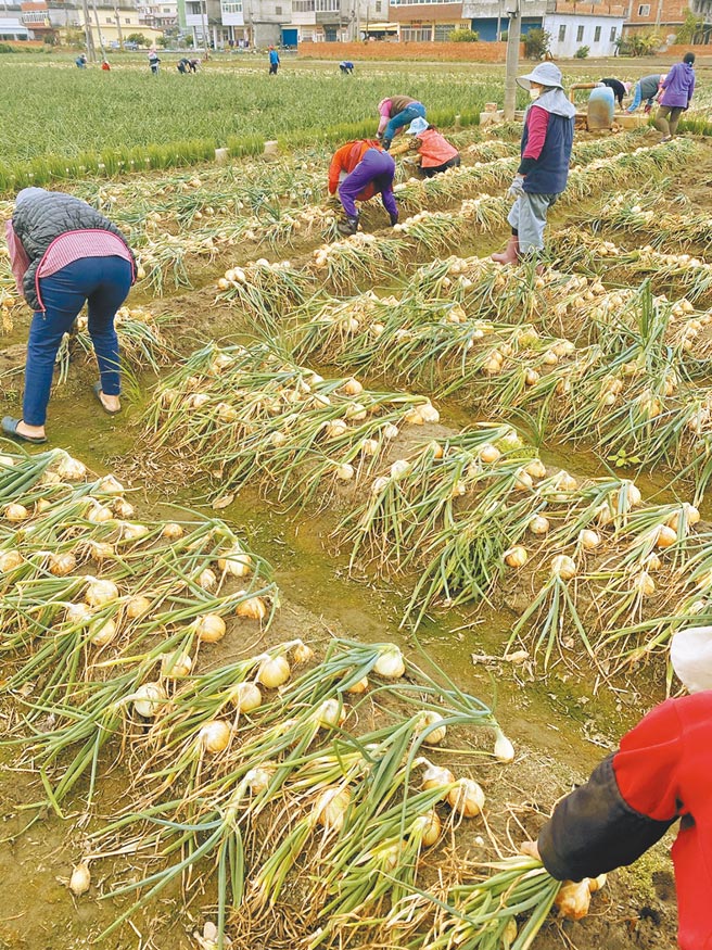 彰化县洋葱进入盛产高峰，彰化县政府为稳定价格，紧急启动採购机制。（彰化县政府提供／吴敏菁彰化传真）