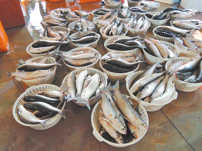 嘉义县沿海以往每公斤乌鱼壳只要20几元，目前涨到50元。（张毓翎摄）