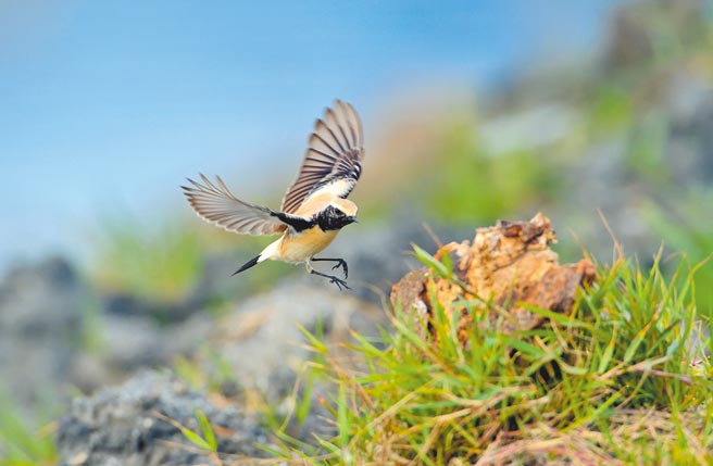 迷路到台东的漠䳭，有着美丽的繁殖羽，难得一见。（庄哲权摄）