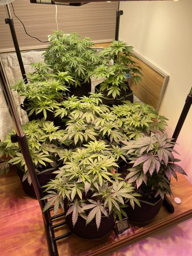 新北市刑大侦六队获报23日循线破获，查获相关证物，讯后依违反《毒品危害防制条例》法办。（叶书宏新北传真）