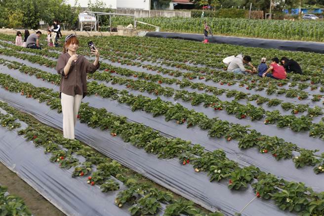 大里草莓園草莓成熟了，民眾假日體驗採草莓樂趣。（大里農會提供／黃國峰台中傳真）