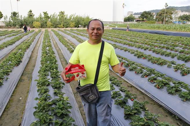 大里草莓園主蘇守富推薦自家草莓品種，美姬種為主，口感較脆硬，果色鮮紅亮麗，香味濃郁，甜帶微酸。（大里農會提供／黃國峰台中傳真）