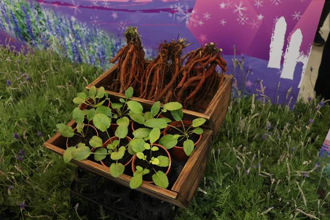 苗栗县政府农业处在西湖乡执行智慧农业计画，试种高经济价值作物「丹参」。（巫静婷摄）