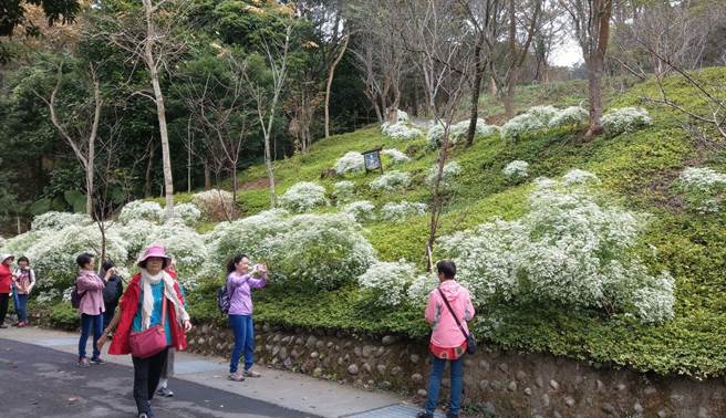 东势林场白雪木盛开，纯白花朵如雪景般迷人。（王文吉摄）