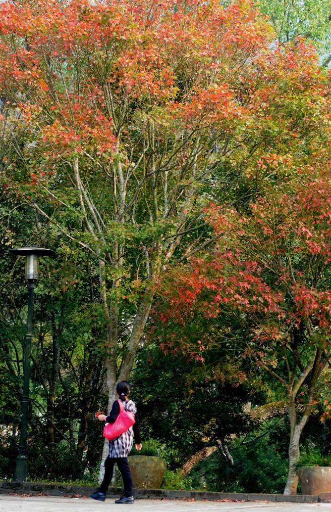 秋诗篇篇！气温连日下降催红东势林场变叶植物，满山枫叶红黄绿交迭，景致迷人。（王文吉摄）