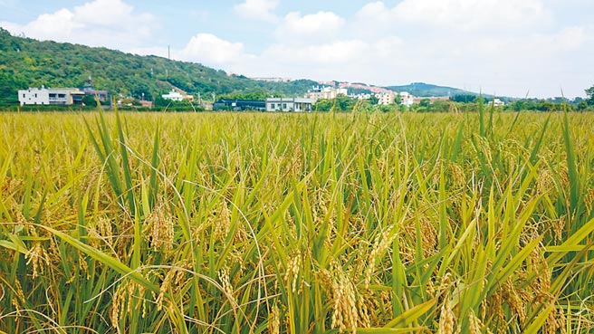 农委会二度延后宣布停灌的时间，导致地主与农民手足无措，又因1月4日为农民申报日，将造成作业流程上的不便。（姜霏摄）
