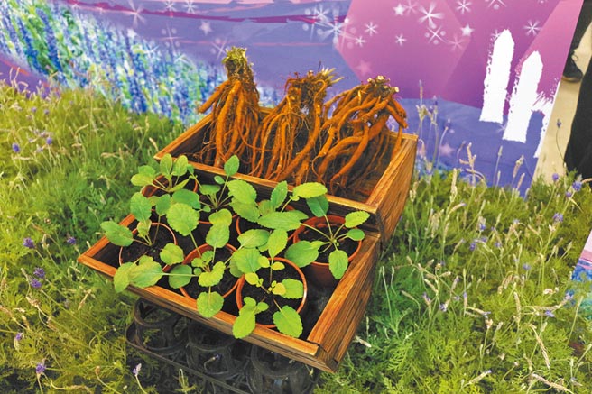 苗栗县政府农业处在西湖乡执行智慧农业计画，试种高经济价值作物「丹参」。（巫静婷摄）