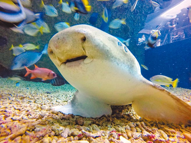 近日屏东海生馆内的大尾虎鲛产出卵鞘，而原本连结在卵鞘上的丝状结构自然脱落漂浮于水中，因构造平时不易被发现，遭误会是「塑胶袋」。（谢佳潾摄）