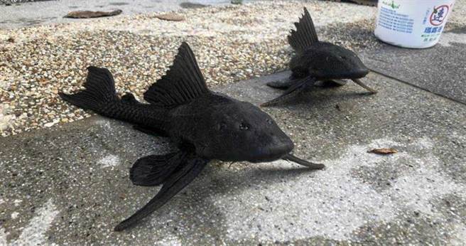 内湖碧湖公园大陂湖遭外来种「琵琶鼠鱼」大举入侵，琵琶鼠鱼会以嘴巴刮食湖底藻类、青苔，甚至连其他鱼类的卵都不放过，议员李建昌及台湾原生鱼类保育协会26日在湖内布下鱼网，经过一天至少捕获超过80只。（图／中国时报吴康玮摄）