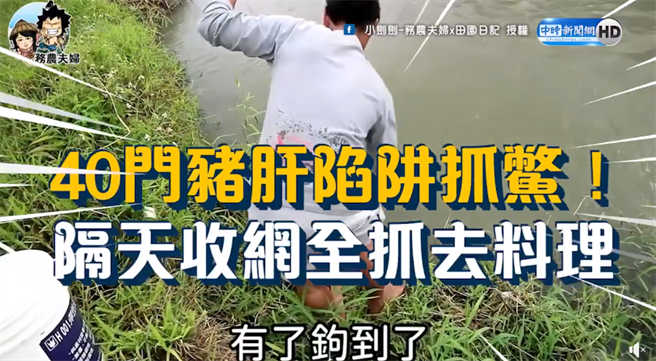 40门猪肝陷阱抓鱉！隔天收网全抓去料理（图／中时新闻网）