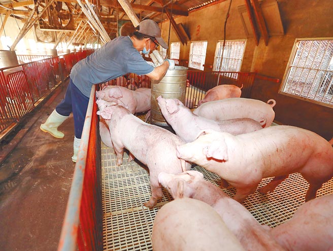 开放莱猪进口后，养猪场首当其衝。（本报资料照片）