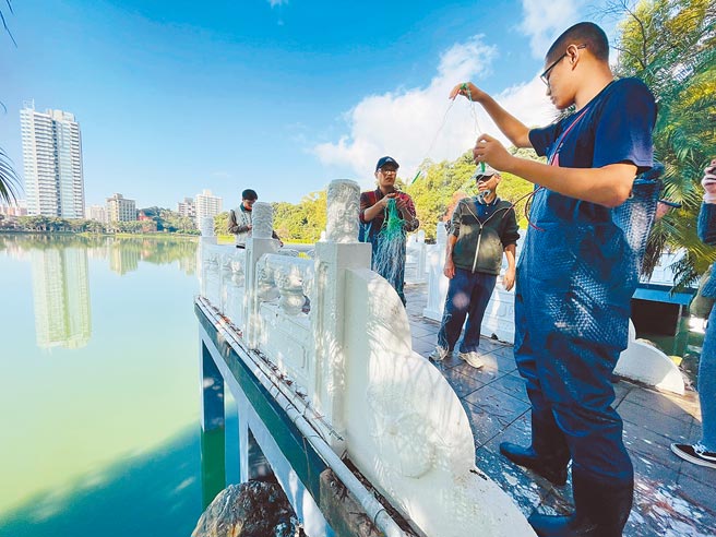 外來種「琵琶鼠魚」強勢入侵，繁衍數量無法估計，台北市議員李建昌與台灣原生魚類保育協會26日在碧湖公園大陂湖布下原子網，整天下來捕到超過80隻琵琶鼠魚。（吳康瑋攝）