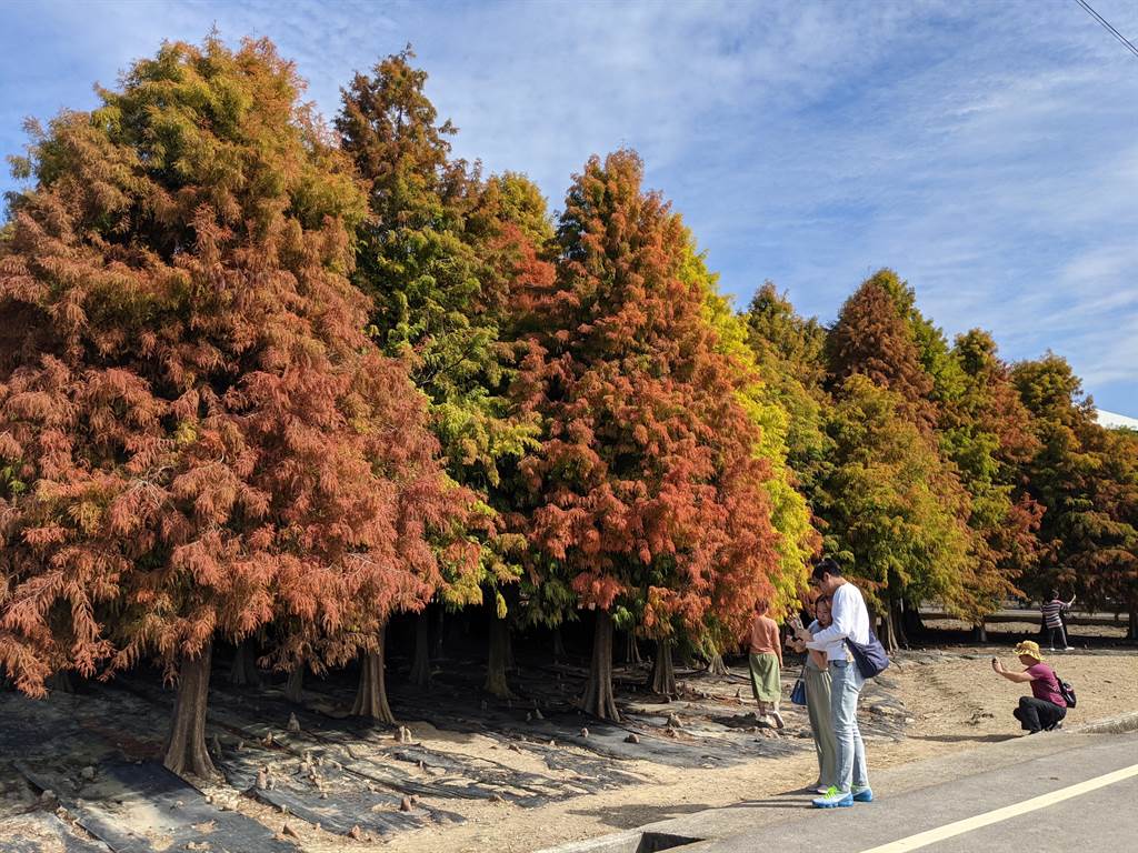 台南六甲落羽松變裝好美賞紅季明年1月登場 生活 中時