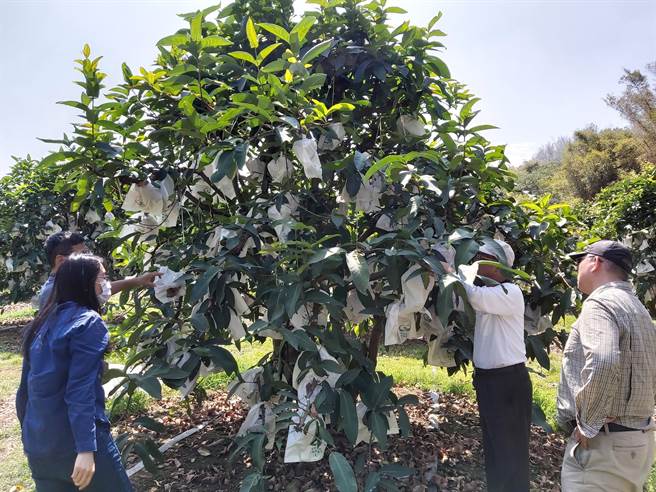 高雄市受東北季風及鋒面影響，12月30日晚間起氣溫將驟降，農業局籲請農友多加留意，圖為蓮霧果園防災勘查。（高雄市農業局提供／林瑞益高雄傳真）