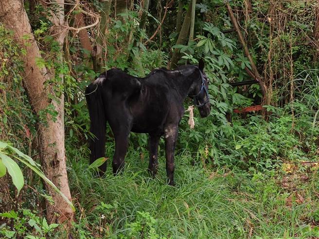 警方到場時，馬兒已在路邊空地吃草。（民眾提供／陳淑娥台中傳真）