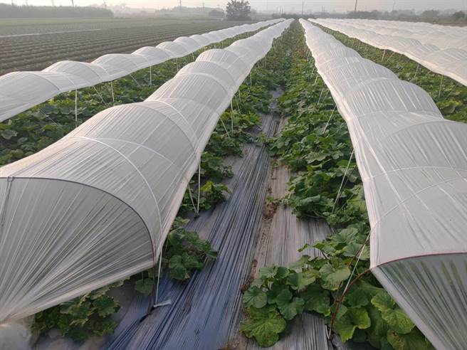台南市洋香瓜隧道棚栽培，以防止寒害。（南市府农业局提供／李宜杰台南传真）