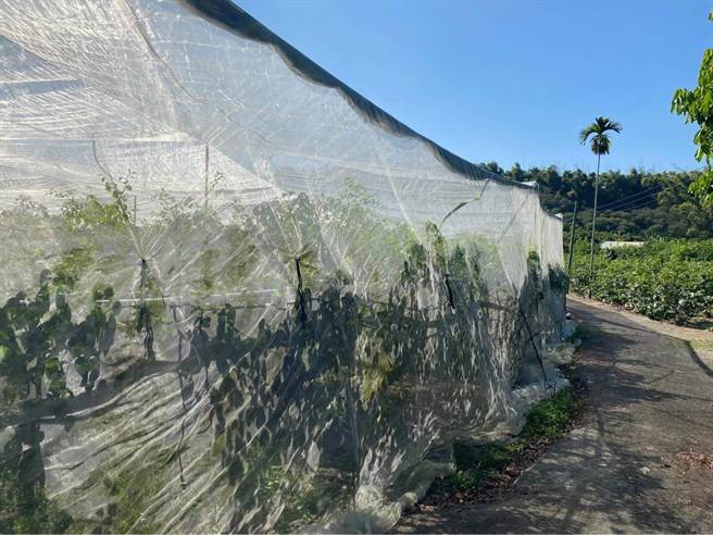 南市网室栽培枣子，以防风减轻寒害。（南市府农业局提供／李宜杰台南传真）