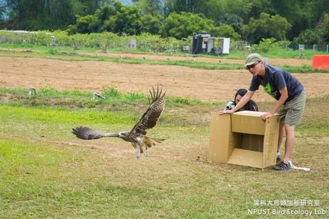 台灣黑鳶記錄數量創新高，長期關注鳥類保育的屏科大鳥類生態研究室也分享這振奮消息。(屏科大鳥類生態研究室提供)