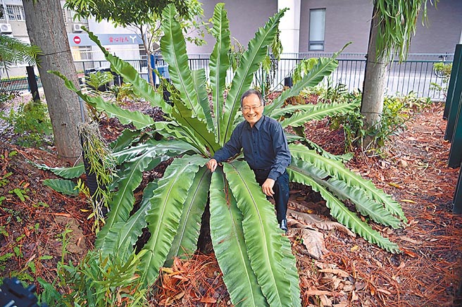 为保育濒危蕨类，清华大学生命科学系特聘教授李家维特别在清华校园内打造「百蕨园」蕨类栖地。（清华提供／陈育贤新竹传真）