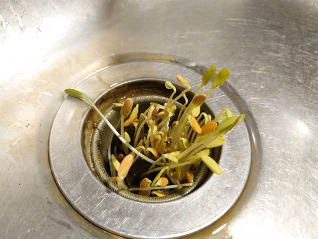 一名女子到月子中心坐月子，整整两周都没有回家，结果厨房的洗碗槽竟发芽长出新生命，超逗趣的画面，引发网友讨论。（图／翻摄自Dcard）