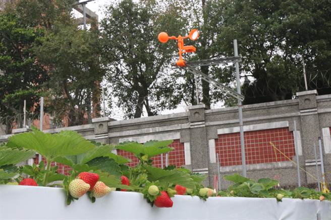 楓和草莓園採無農藥栽培，四處高掛會輪流發出猛禽叫聲、鞭炮聲、犬吠聲等聲響的驅鳥器，避免麻雀、白頭翁吃草莓。（巫靜婷攝）