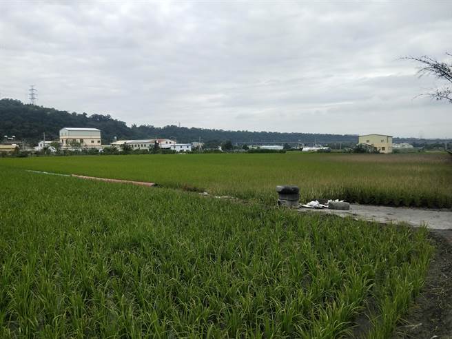 中部水情恶化，停灌扩及台中地区，超过2万公顷1期稻作必须休耕。（本报资料照片）