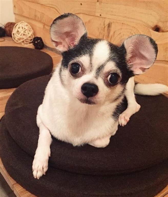 丁文琪爱犬哈吉。(翻摄自丁文琪IG)