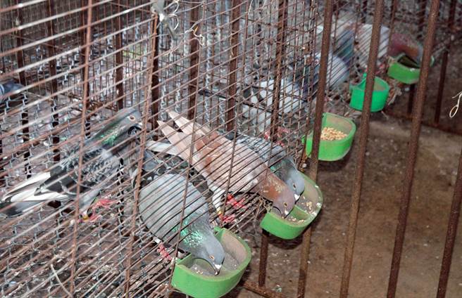 不少鸽友从饮食调配饲养赛鸽，但坊间标榜疗效的赛鸽健康食品，一不小心恐将触法。（林和生摄）