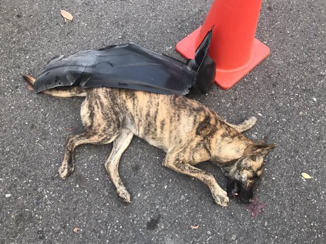 小狗被汽车加速衝撞，当场吐血而死，死不瞑目。（嘉义县家畜疾病防治所提供∕吕妍庭嘉义传真）
