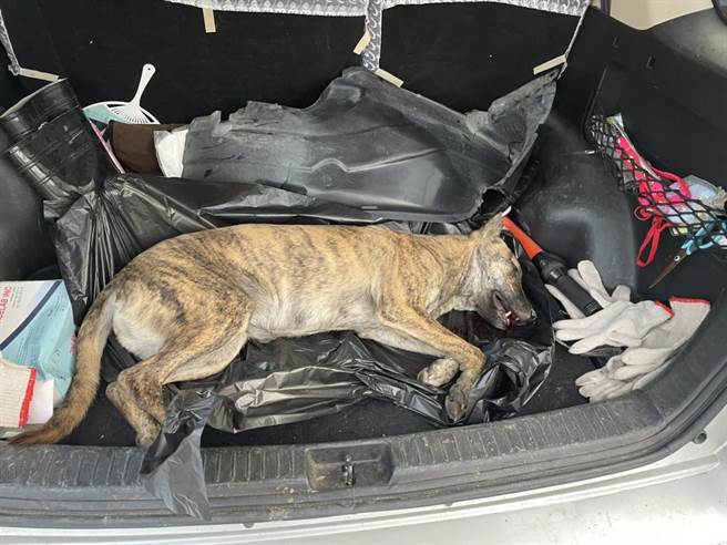 小狗被汽车加速衝撞，当场吐血而死，死不瞑目。（嘉义县家畜疾病防治所提供∕吕妍庭嘉义传真）