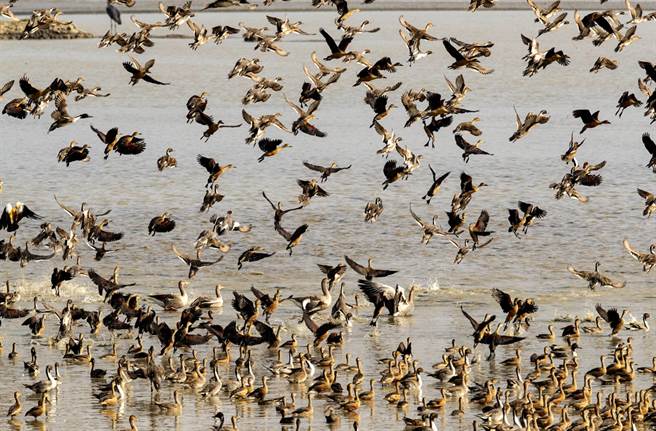 美国大量候鸟集体暴毙，专家推测死因为飢饿。（资料照／美联社）