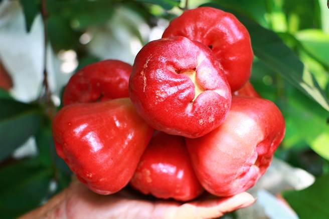 圖為蓮霧示意圖。（中時資料照）