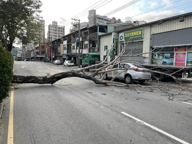 中市南屯區五權西路三段往市區方向中央分隔島，一株路樹突然倒塌，壓住一輛行進間的轎車。（警方提供／陳世宗台中傳真）