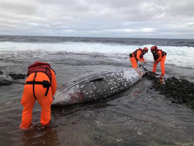第一三岸巡队开元安检所海巡人员在29日下午在台东县兰屿乡五孔洞坦克岩岸际发现1只鲸豚搁浅，人员虽然立即前往抢救，却发现其已死亡，后续将进行採样并交由鲸豚研究单位使用。（海巡署第一三岸巡队提供／蔡旻妤台东传真）