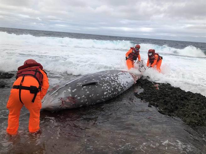 第一三岸巡队开元安检所海巡人员在29日下午在台东县兰屿乡五孔洞坦克岩岸际发现1只鲸豚搁浅，人员虽然立即前往抢救，却发现其已死亡，后续将进行採样并交由鲸豚研究单位使用。（海巡署第一三岸巡队提供／蔡旻妤台东传真）